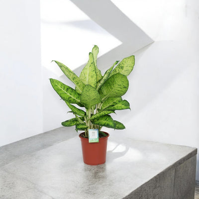 Dieffenbachia 'White Amazon'