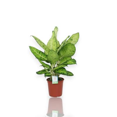 Dieffenbachia White Amazon in vaso con foglie variegate 
