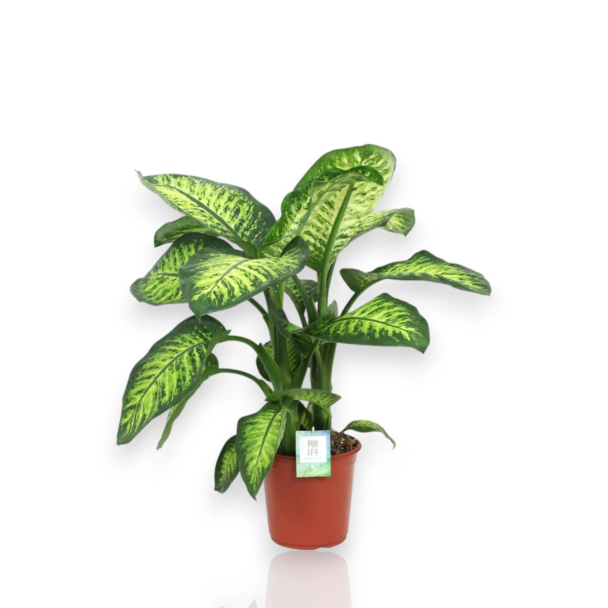 Dieffenbachia seguine Lemon tropic con foglie variegate giallo-verde in vaso 