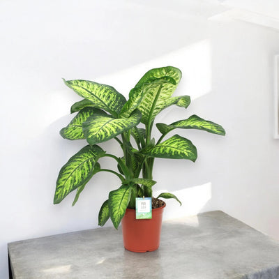 Dieffenbachia seguine 'Lemon tropic'