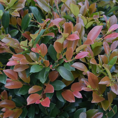 Distylium Linebaker arbusto sempreverde con portamento eretto 