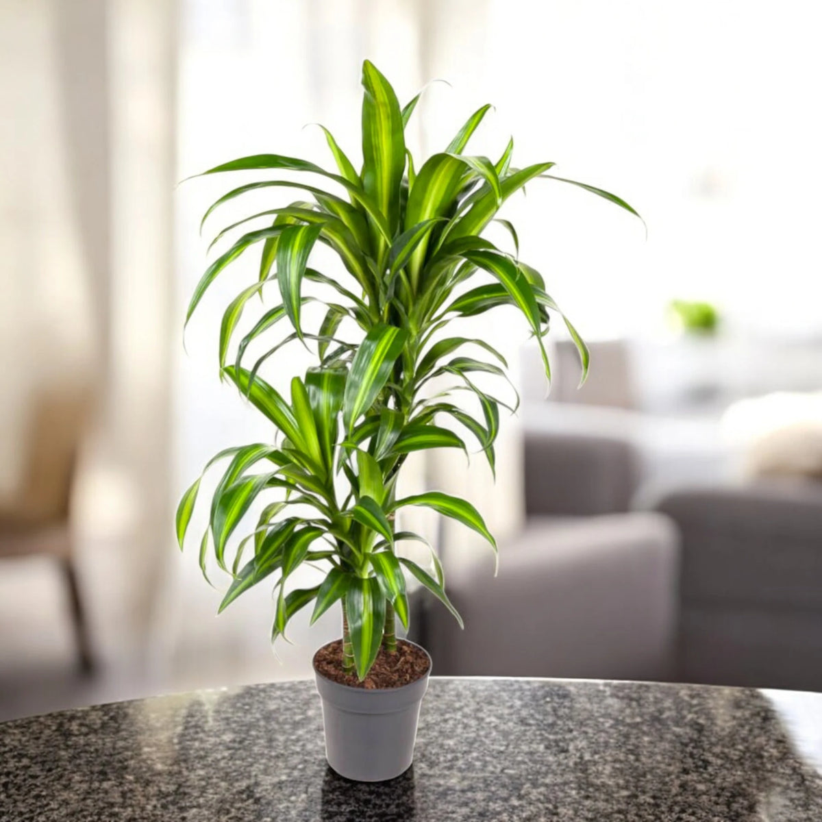 Dracaena Hawaiian Sunshine in vaso