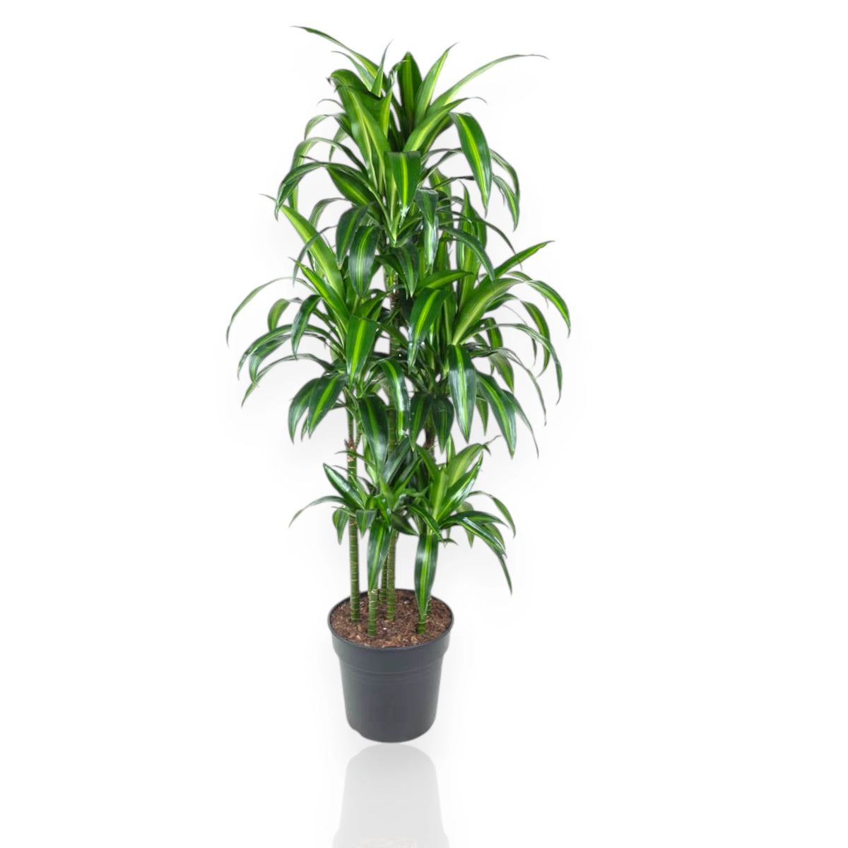 Dracaena Hawaiian Sunshine da appartamento