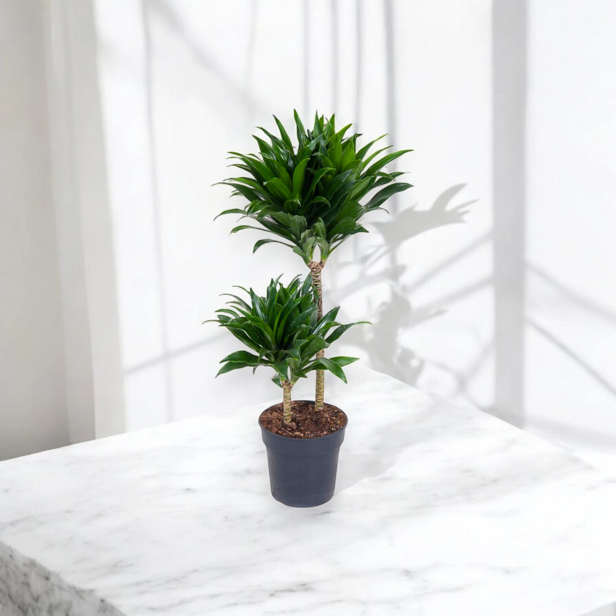 Dracaena fragrans 'Compacta'