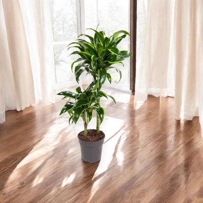 Dracaena fragrans Dorado