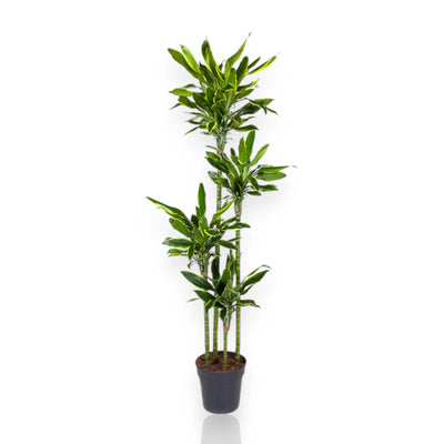 Dracaena fragrans Golden Coast 