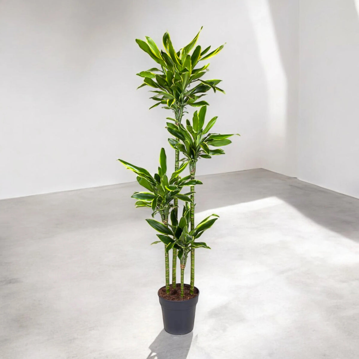 Dracaena fragrans Golden Coast