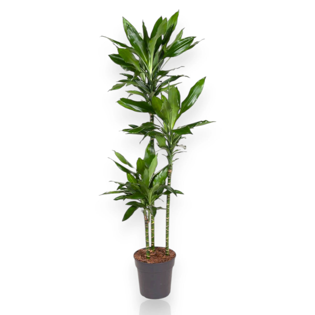 Dracaena fragrans Janet Lind in vaso