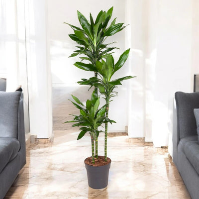Dracaena fragrans Janet Lind