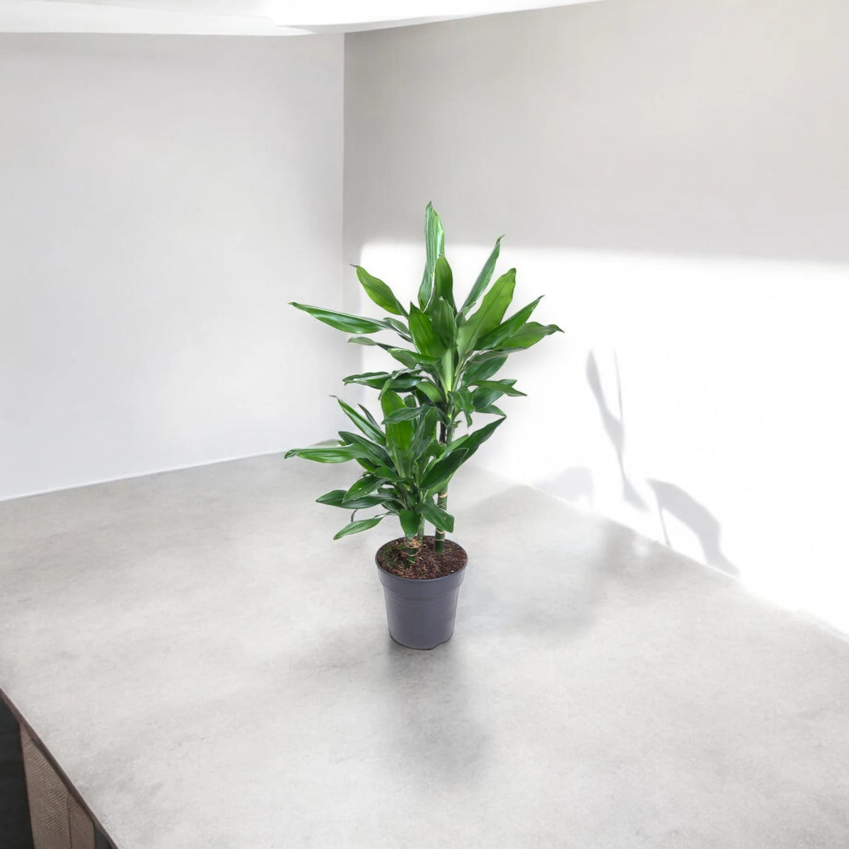 Dracaena fragrans 'Janet Lind'