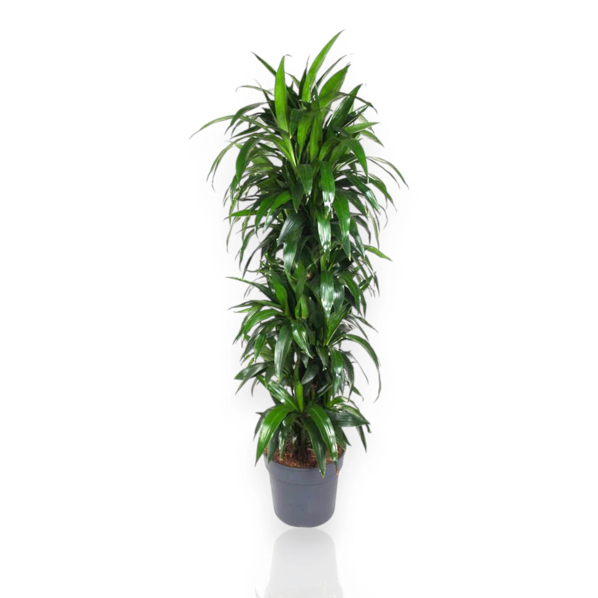 Dracaena fragrans Janet Craig