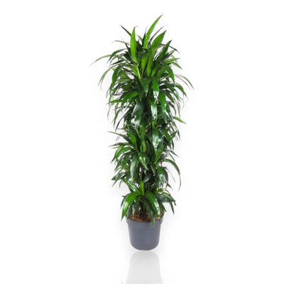Dracaena fragrans Janet Craig