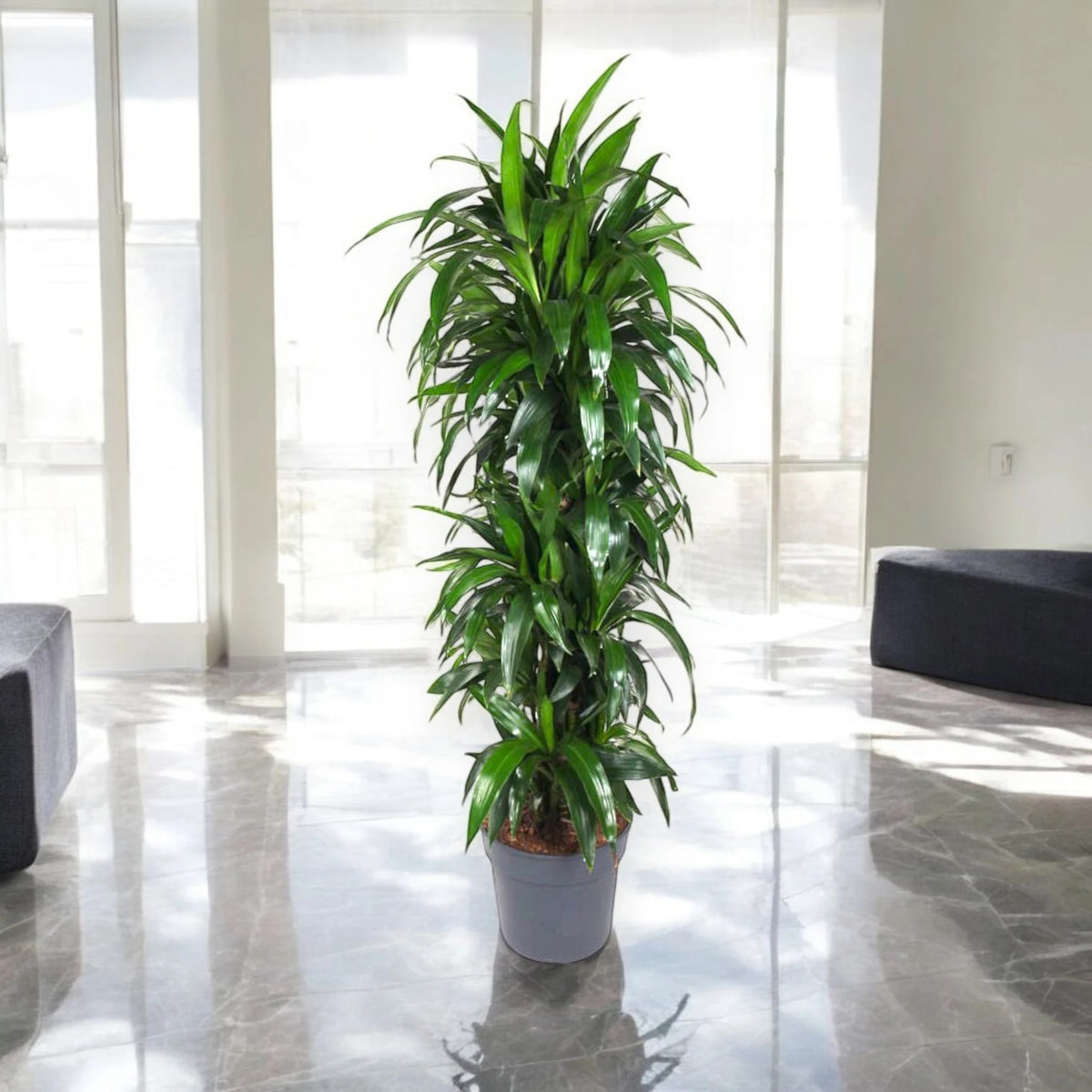 Dracaena fragrans 'Janet craig'