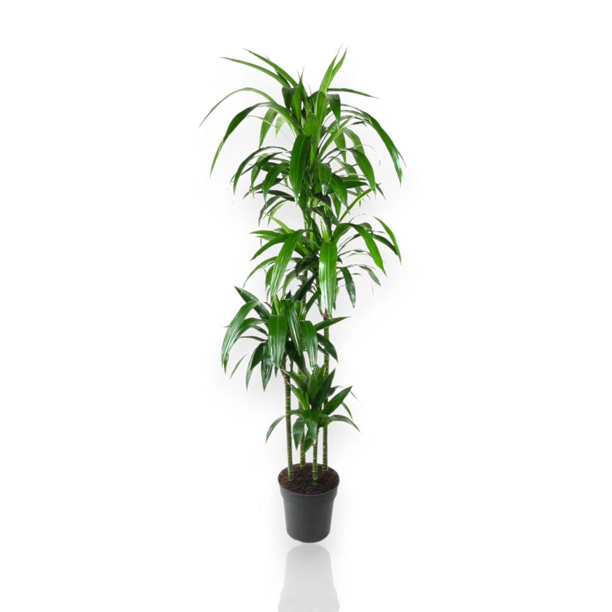 Dracaena fragrans Janet Craig 