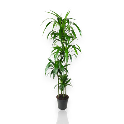 Dracaena fragrans Janet Craig 