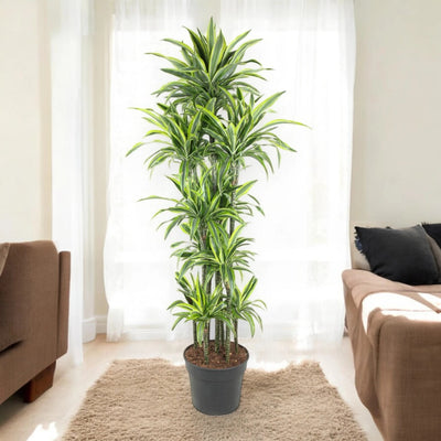 Dracaena fragrans 'Lemon Lime'