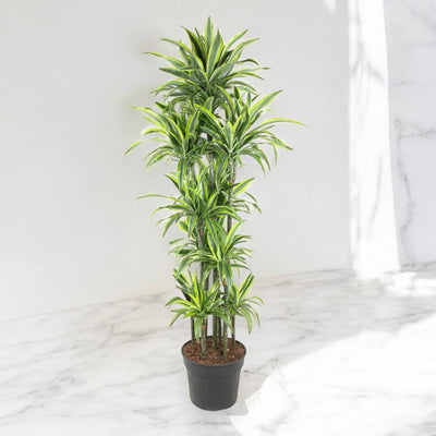 Dracaena fragrans 'Lemon Lime'