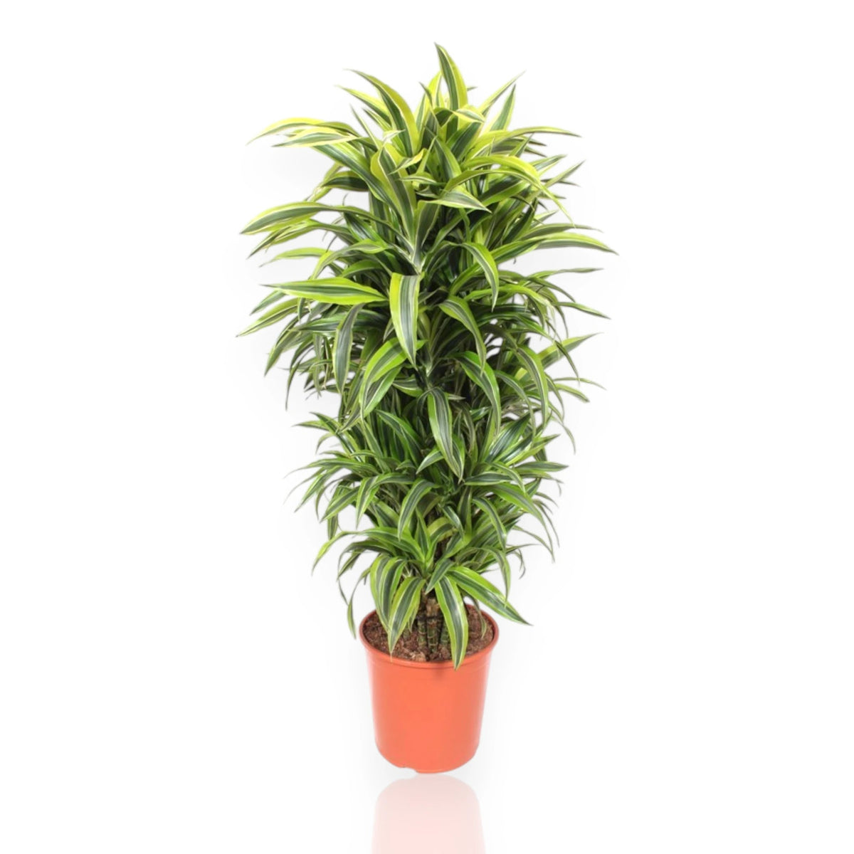 Dracaena fragrans 'Lemon Lime'