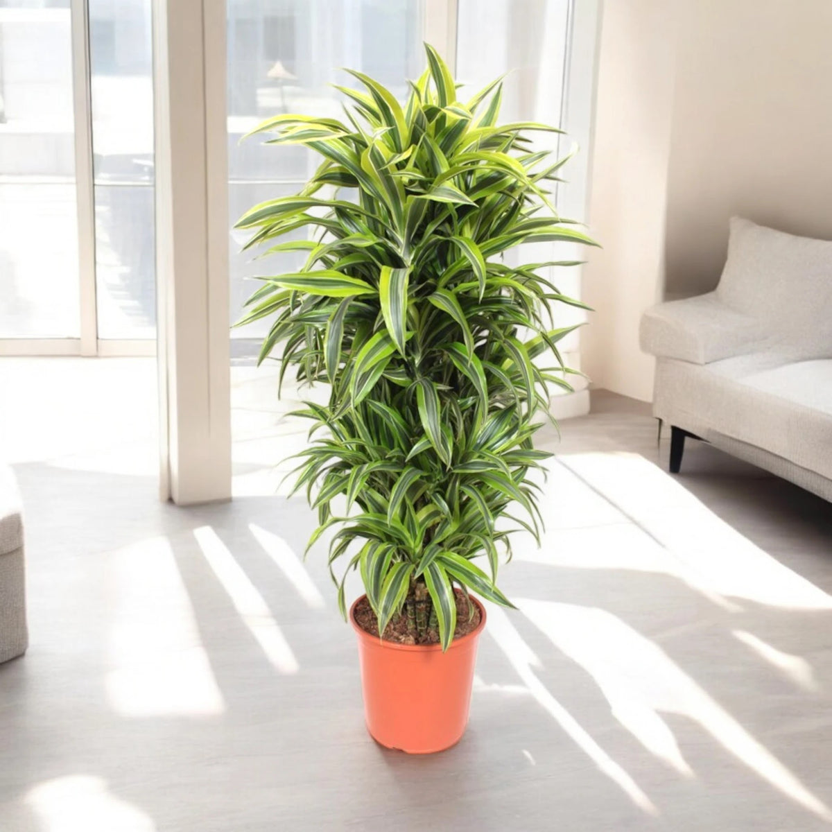 Dracaena fragrans Lemon Lime