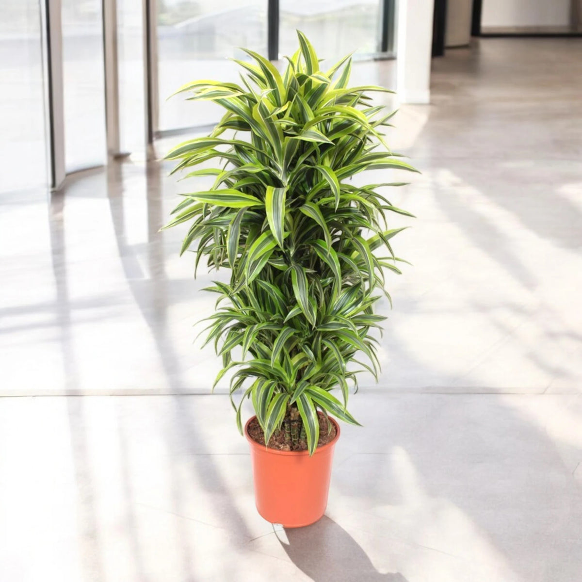 Dracaena fragrans 'Lemon Lime'