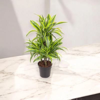 Dracaena fragrans 'Lemon Lime'