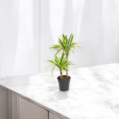 Dracaena fragrans 'Lemon Lime'