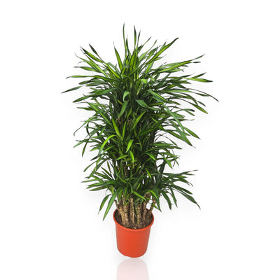 Dracaena fragrans 'Riki' 