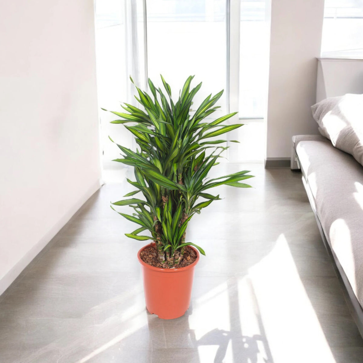 Dracaena fragrans 'Riki'