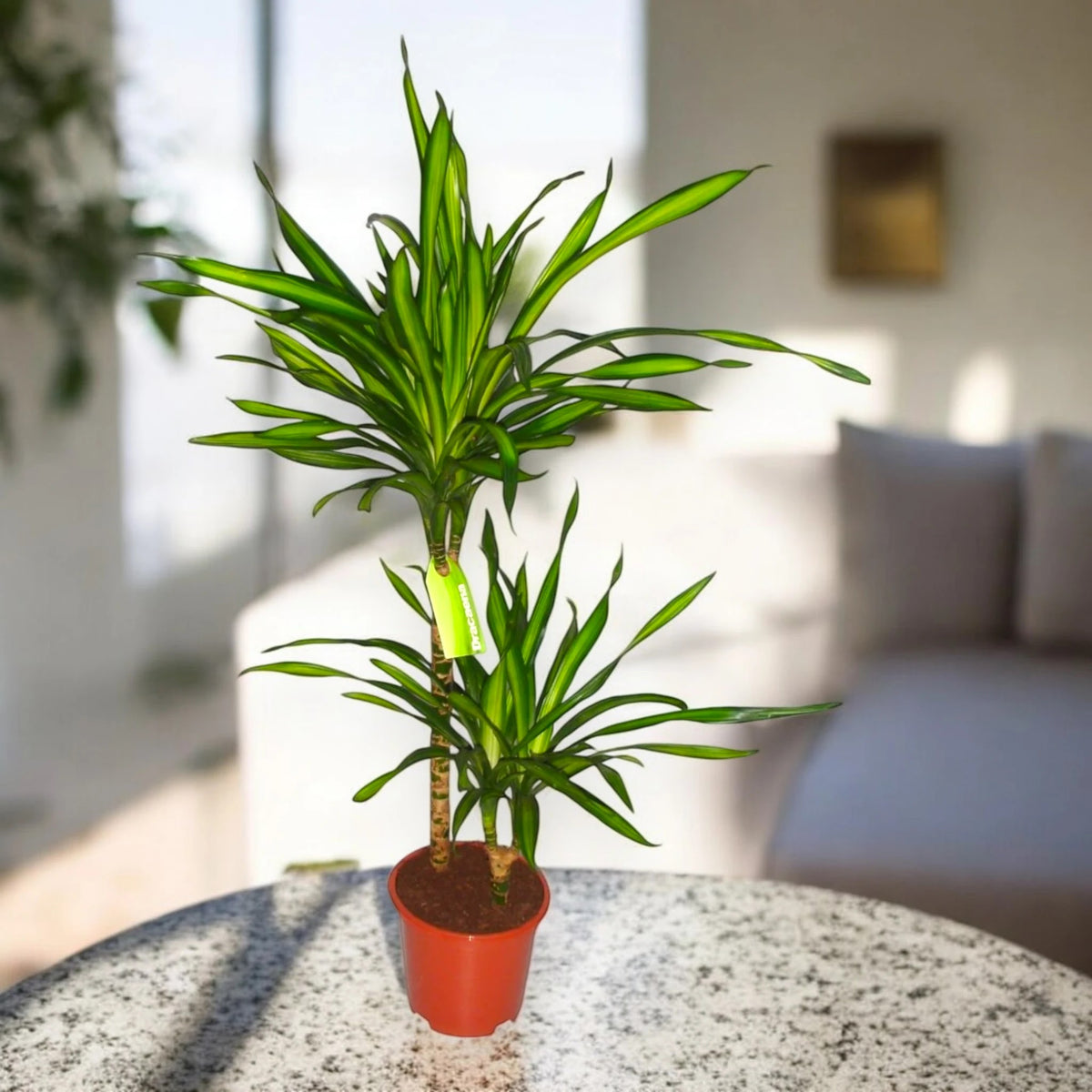 Dracaena fragrans 'Riki'