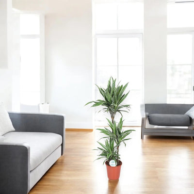 Dracaena Warneckei con caratteristiche striature bianco-crema sui bordi