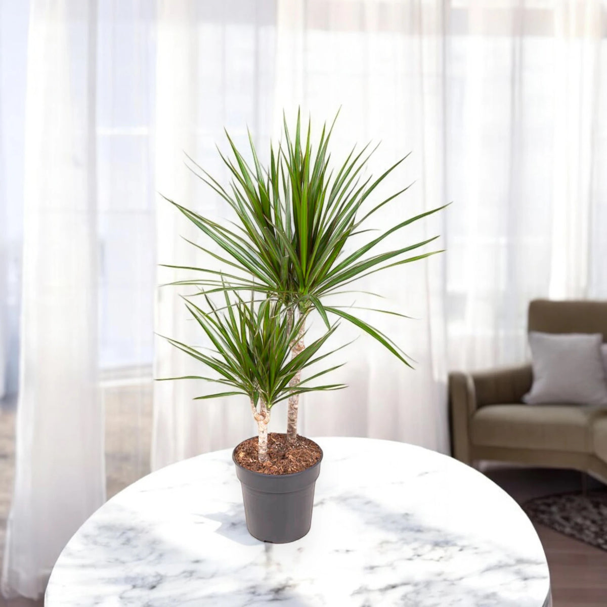 Dracaena fragrans marginata