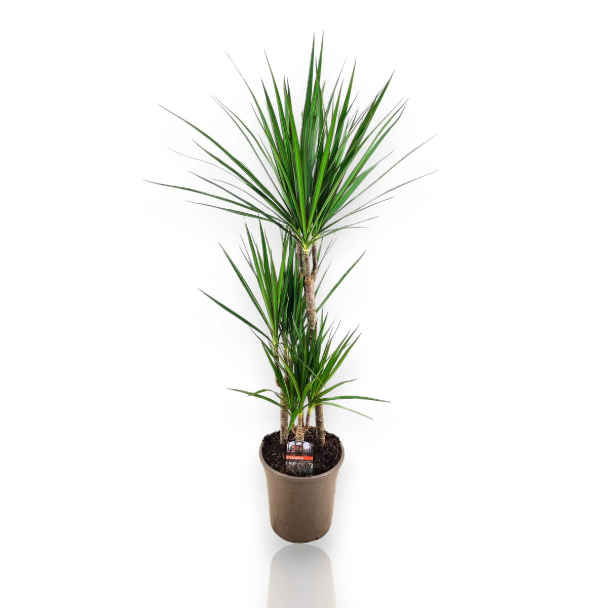 Dracaena fragrans marginata in vaso 