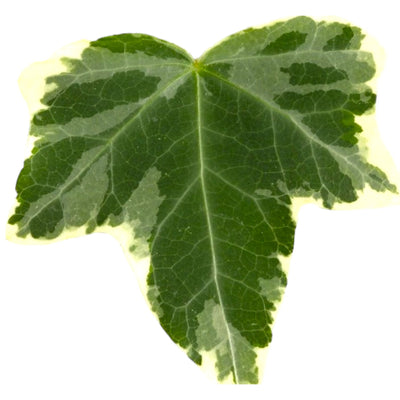 Edera Hedera helix Eva foglia