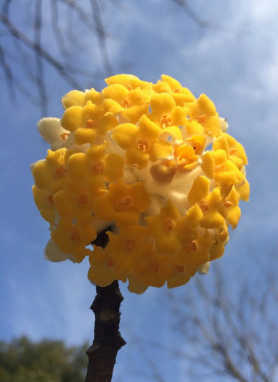 Edgeworthia chrysantha fiori 