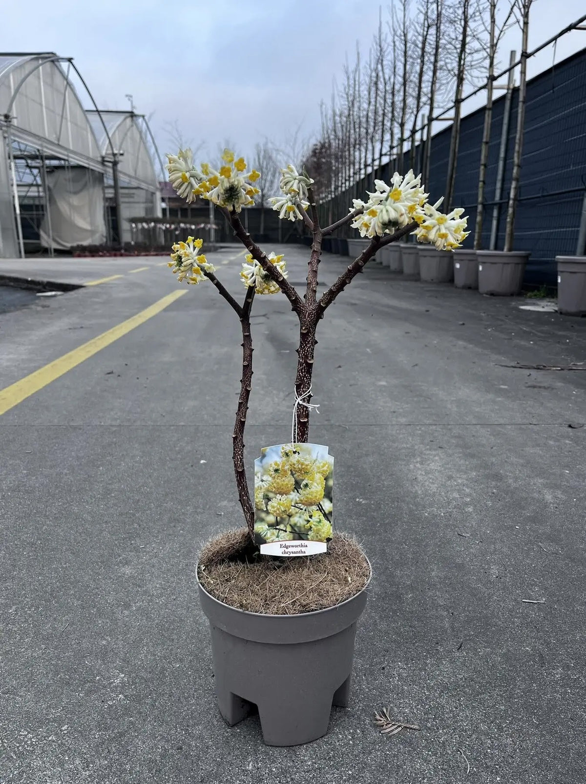 Fiori gialli profumati di Edgeworthia chrysantha riuniti in cime globose durante fioritura