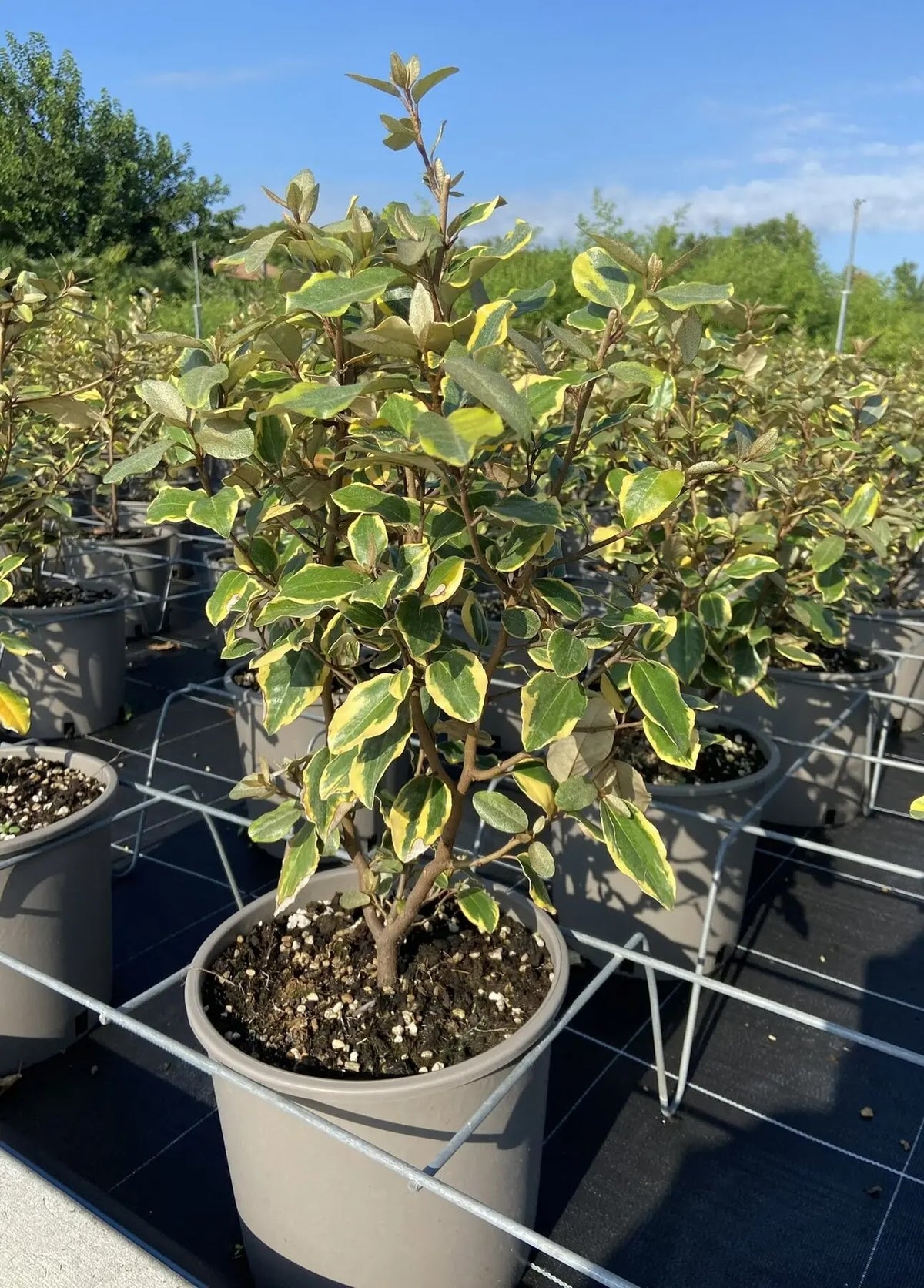 Elaeagnus ebbingei 'Viveleg' in vivaio sotto il sole