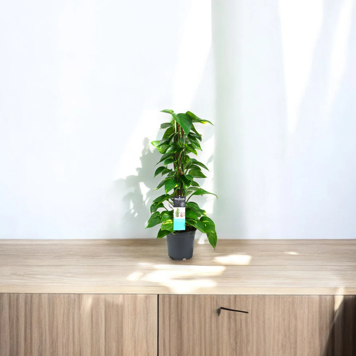 Epipremnum verticale da appartamento
