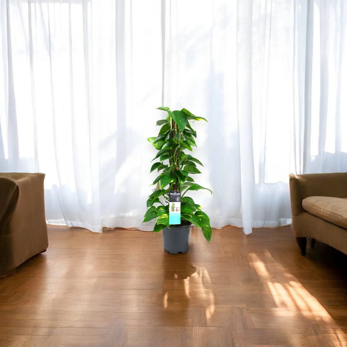 Pianta di Epipremnum su supporto