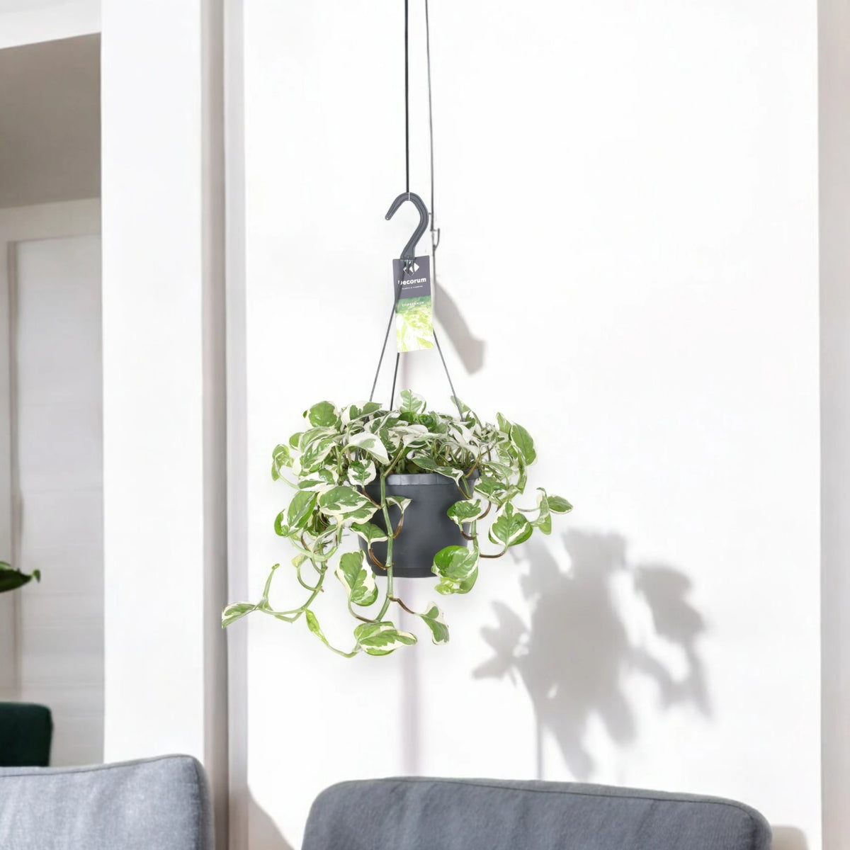 Epipremnum pinnatum 'N'Joy' - pothos in sala 
