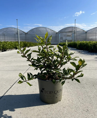 Pianta di Euonymus alatus in vivaio