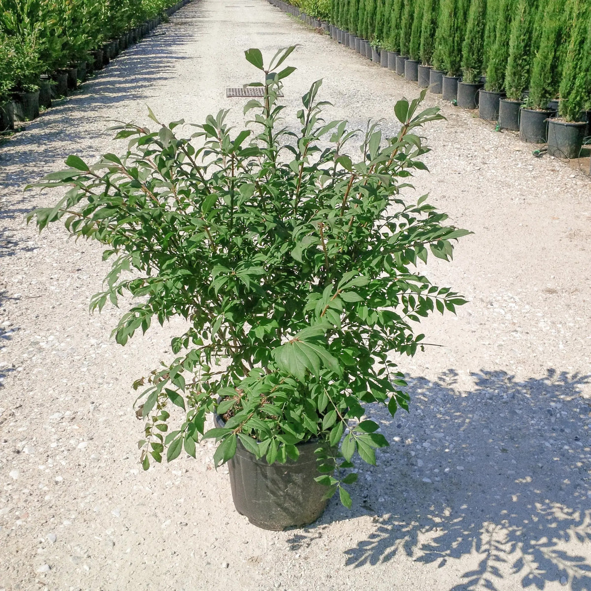 Arbusto di Euonymus alatus in vivaio