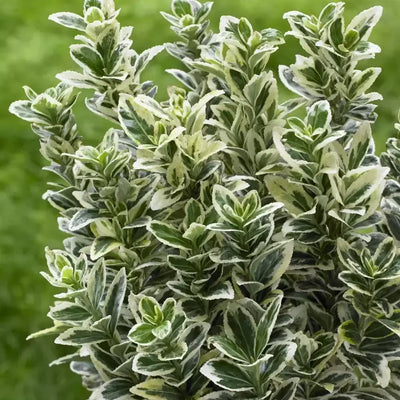 Euonymus japonicus White Spire con fogliame verde bordato di bianco in giardino