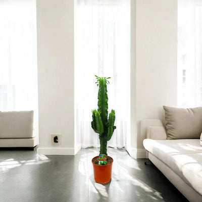 Euphorbia ingens decorativa tra un divano e una finestra luminosa.