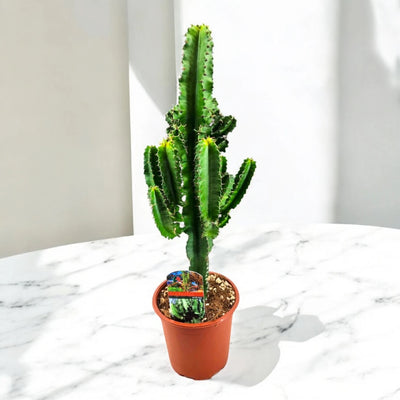 Albero candelabro Euphorbia ingens illuminato dal sole vicino a una parete.