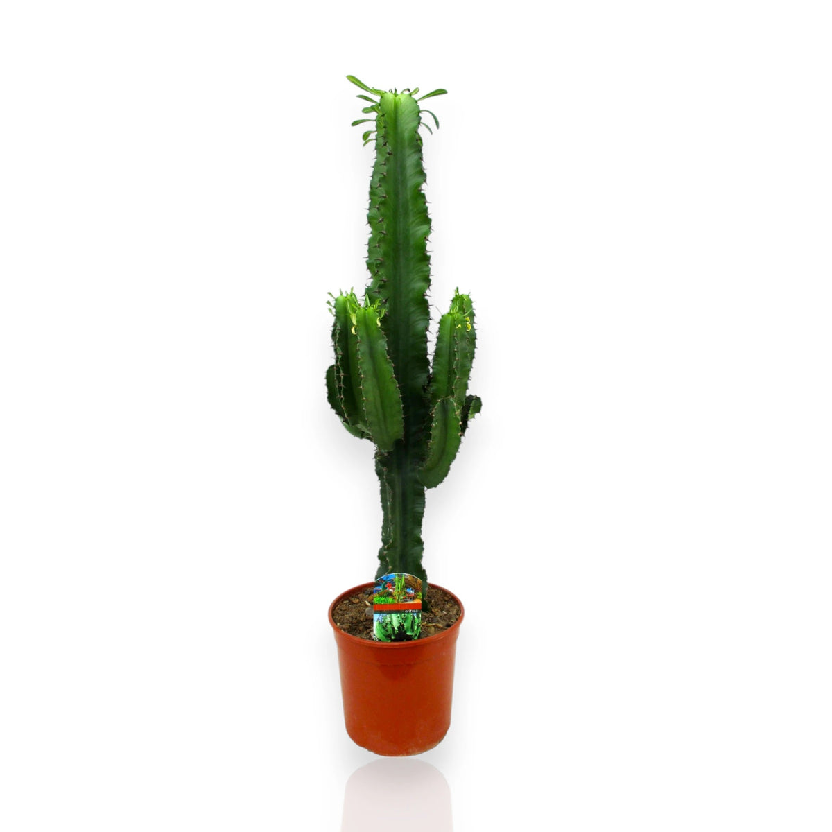 Inquadratura frontale di una Euphorbia ingens su sfondo bianco lucido.