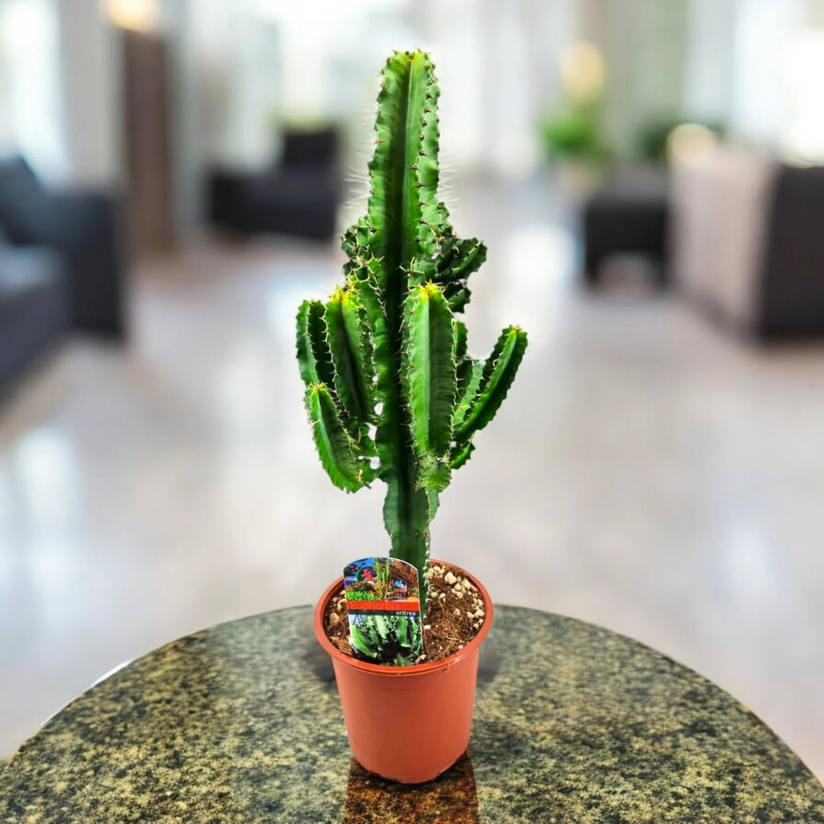 Euphorbia ingens posizionata su un tavolino in un interno sfocato.