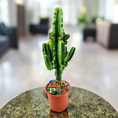 Euphorbia ingens posizionata su un tavolino in un interno sfocato.