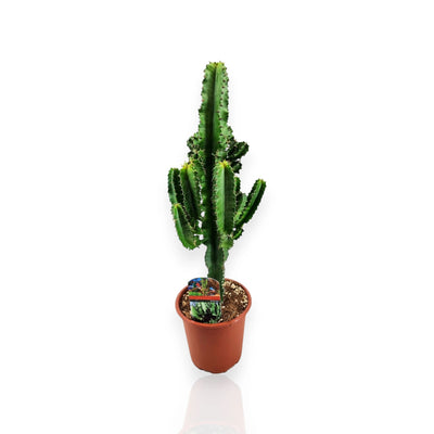 Pianta di Euphorbia ingens in vaso marrone su sfondo bianco.
