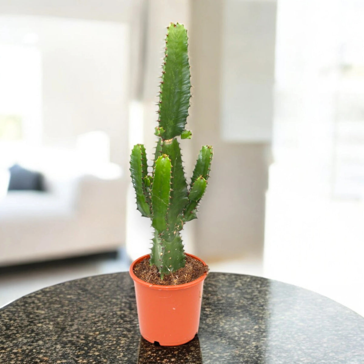 Euphorbia acrurensis