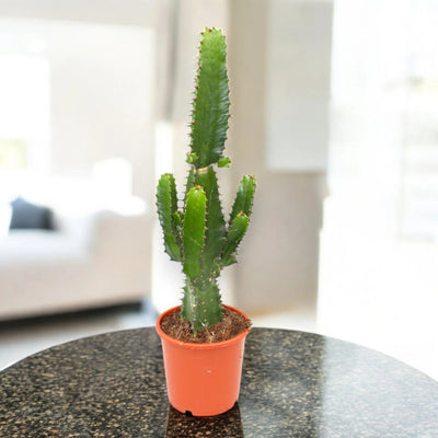 Euphorbia acrurensis